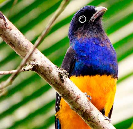 birdwatching-brazil